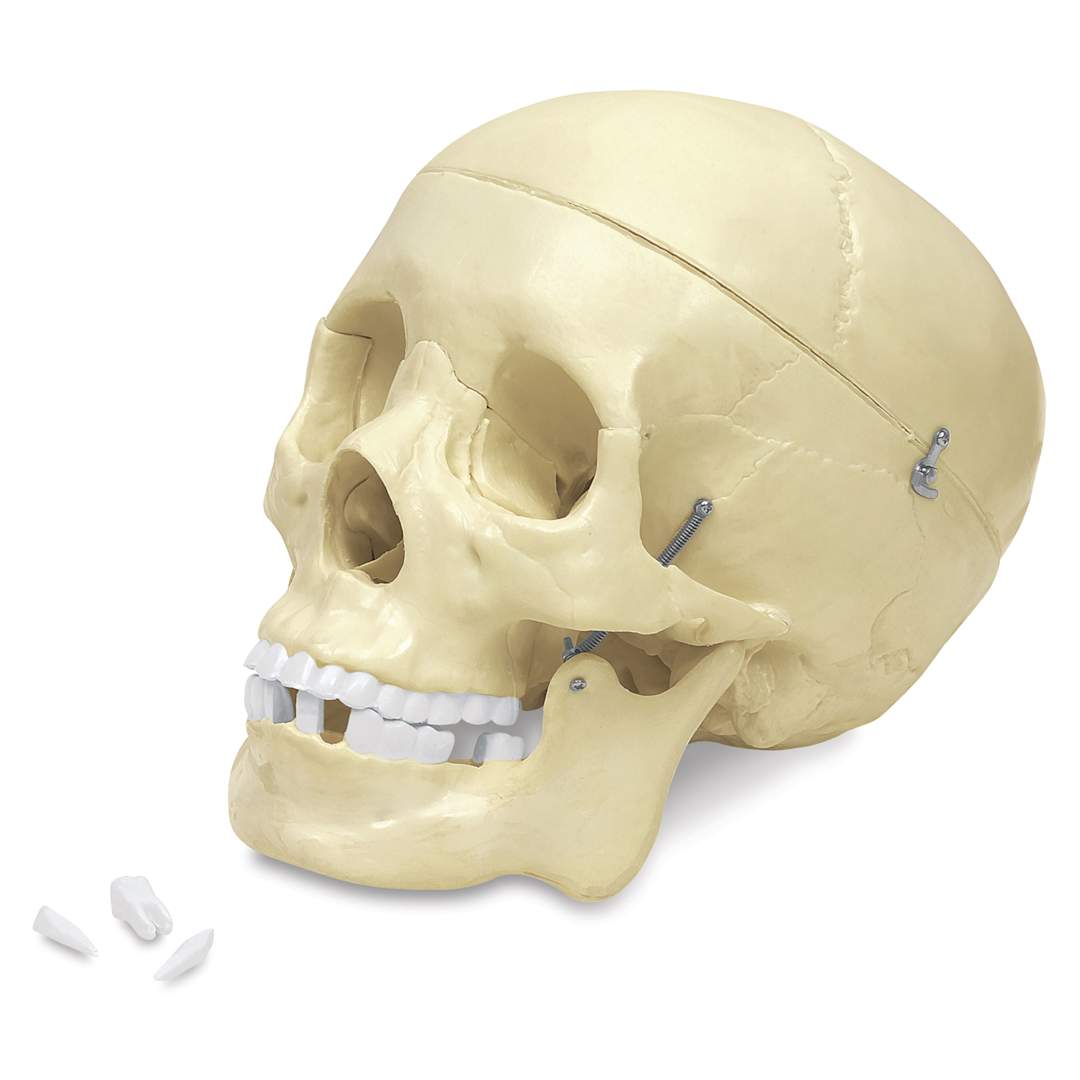 Open in modal - Budget Skull with three loose teeth
