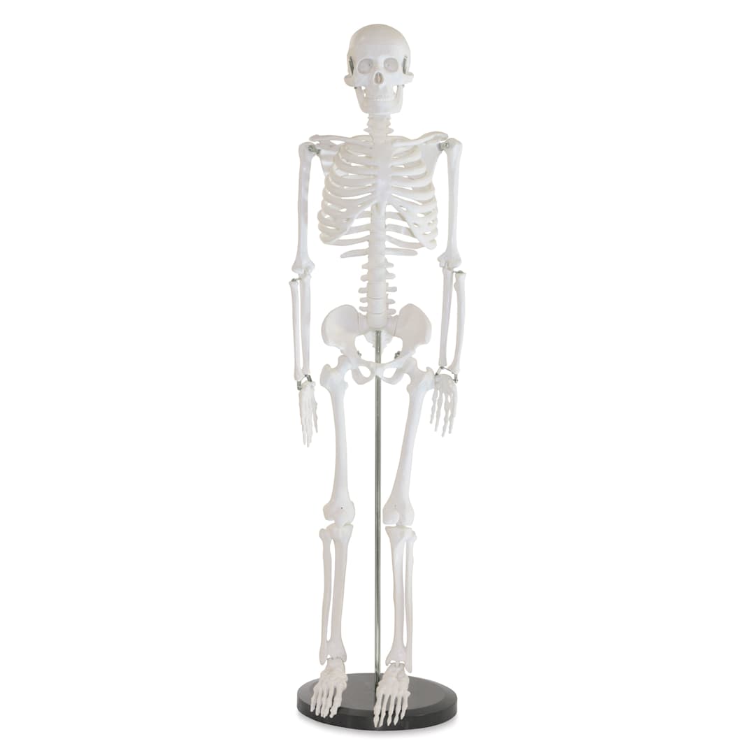 Open in modal - Richeson Skeleton Models - Half Size, 33-1/2" Tall