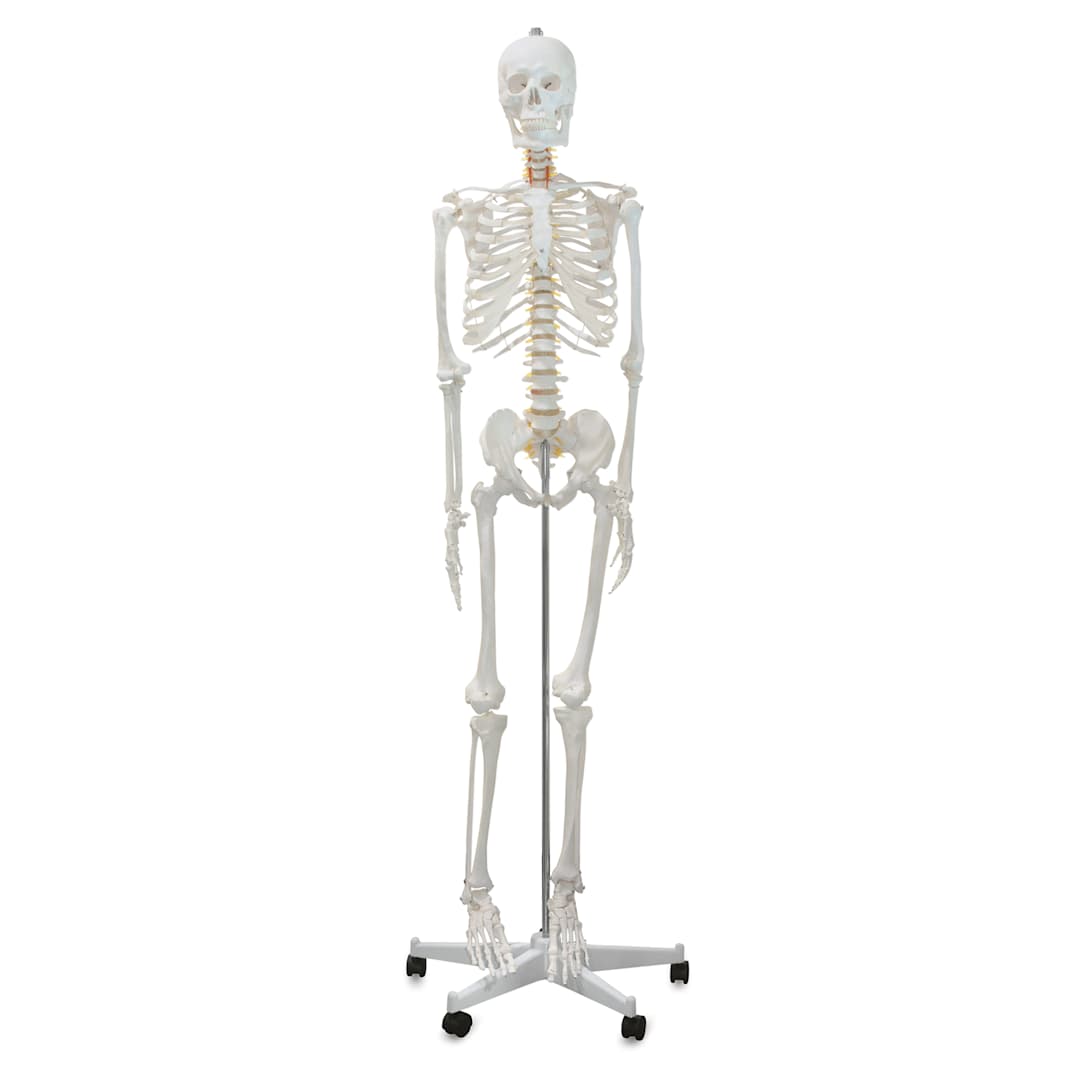 Open in modal - Richeson Skeleton Models - Life Size, 66" Tall