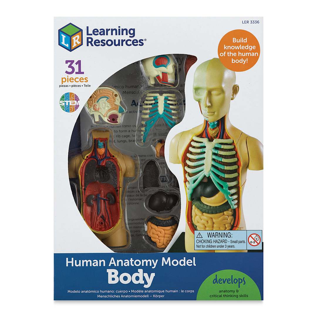 Open in modal - Learning Resources Human Anatomy Model - 4-1/2"