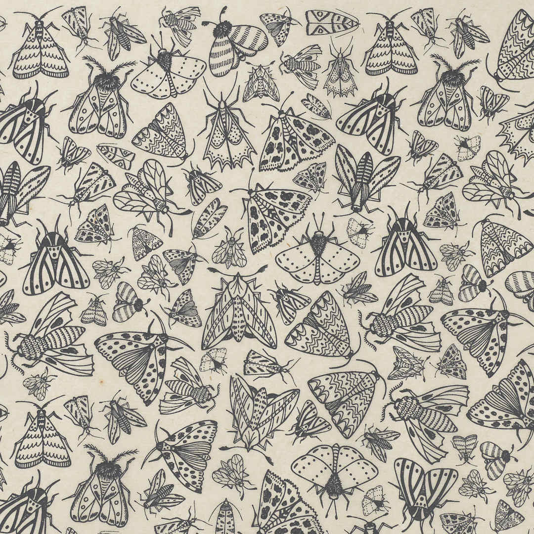 Open in modal - Elan Transfers Underglaze Transfer Sheet - Moths, Black - close-up
