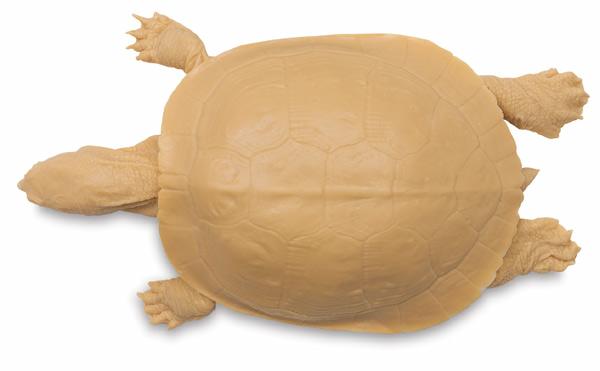 Open in modal - Painted Turtle