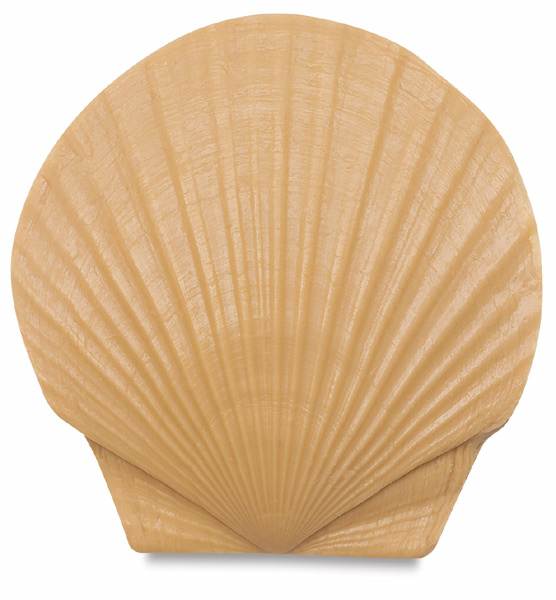 Open in modal - Scallop Shell