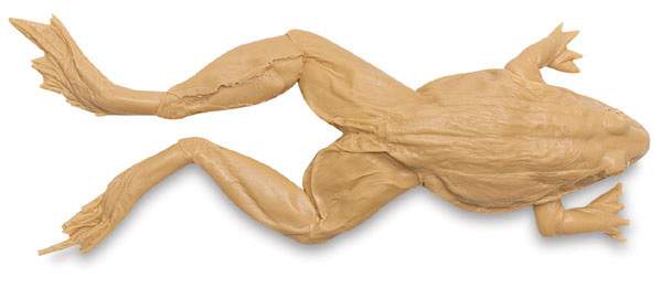 Open in modal - Bull Frog