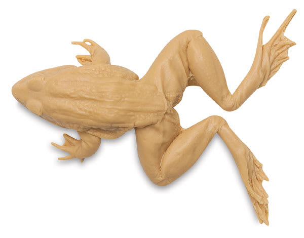 Open in modal - Grass Frog