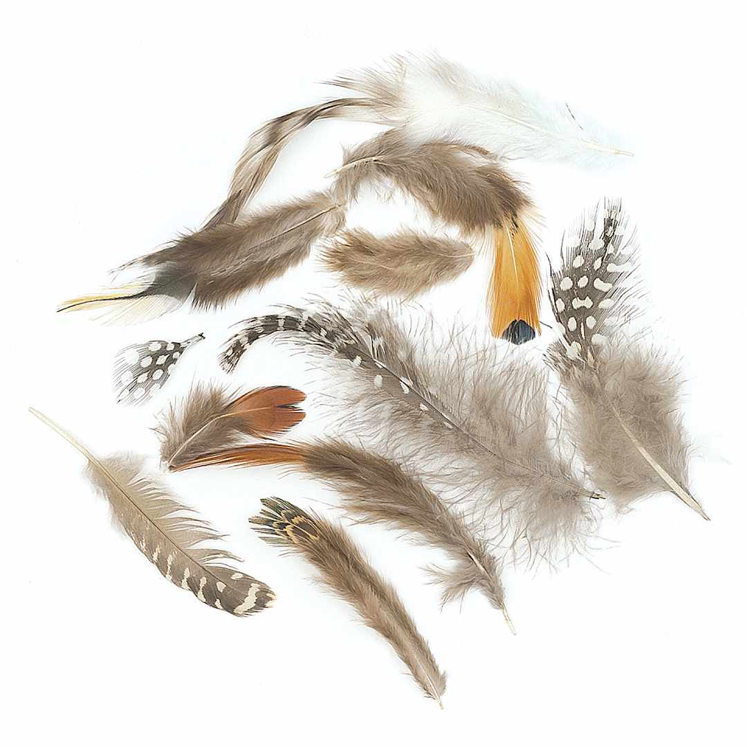 Open in modal - Creativity Street Natural Feather Assortment - Different types of feathers shown scattered