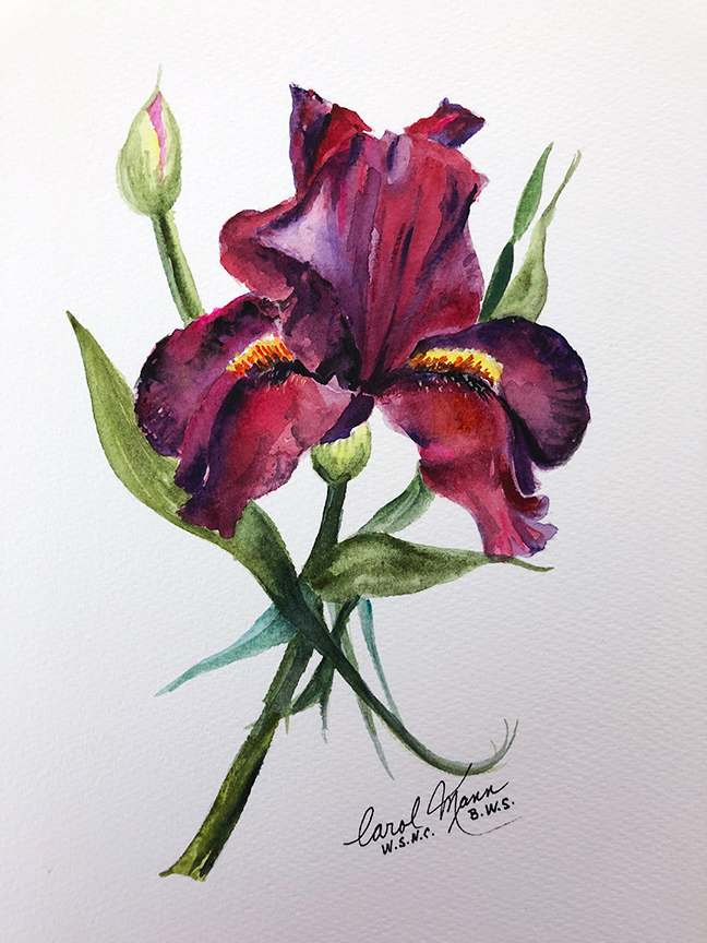 Open in modal - Paint A Watercolor Iris with Artist Carol Mann