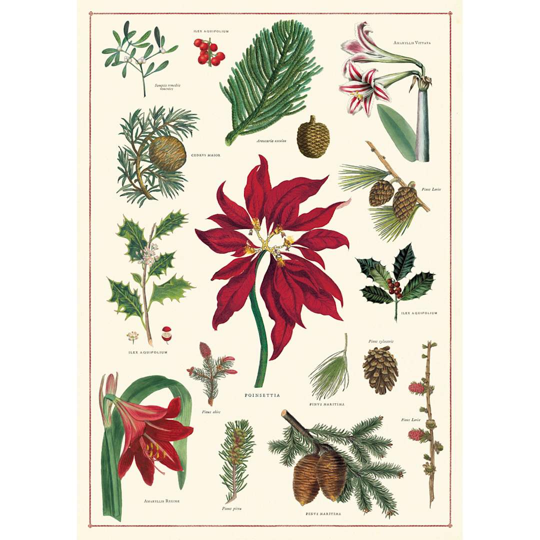 Open in modal - Cavallini Holiday Gift Wrap - Christmas Botanical