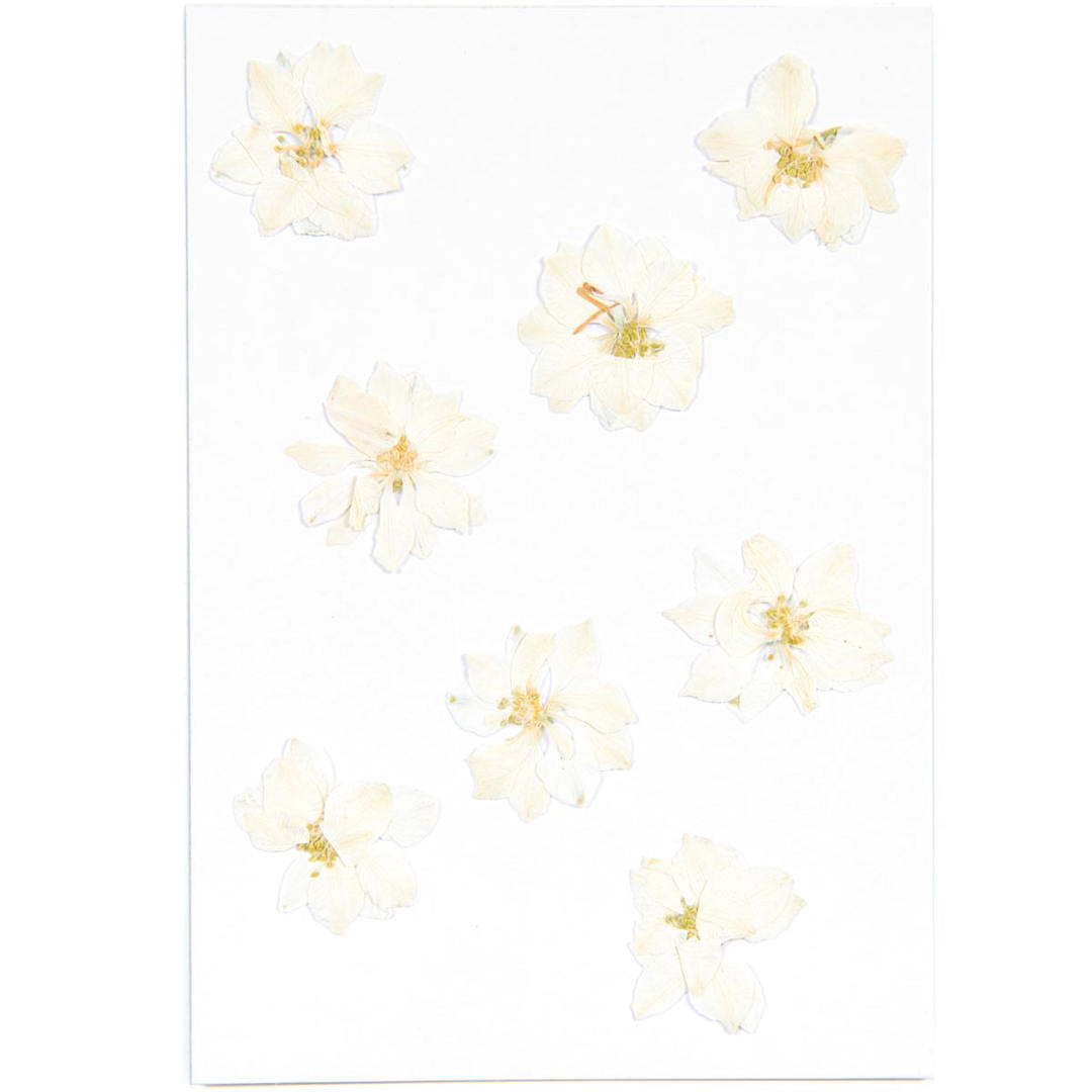 Open in modal - Pressed Flower & Plant Sets Delphinium - White, 8/Pkg.