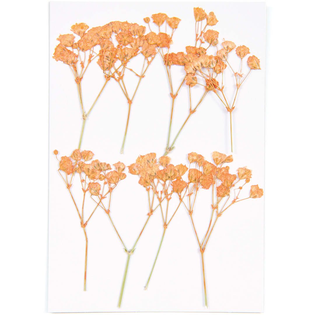 Open in modal - Rico Design Pressed Flowers - Gypsophilia - Peach Pkg of 8