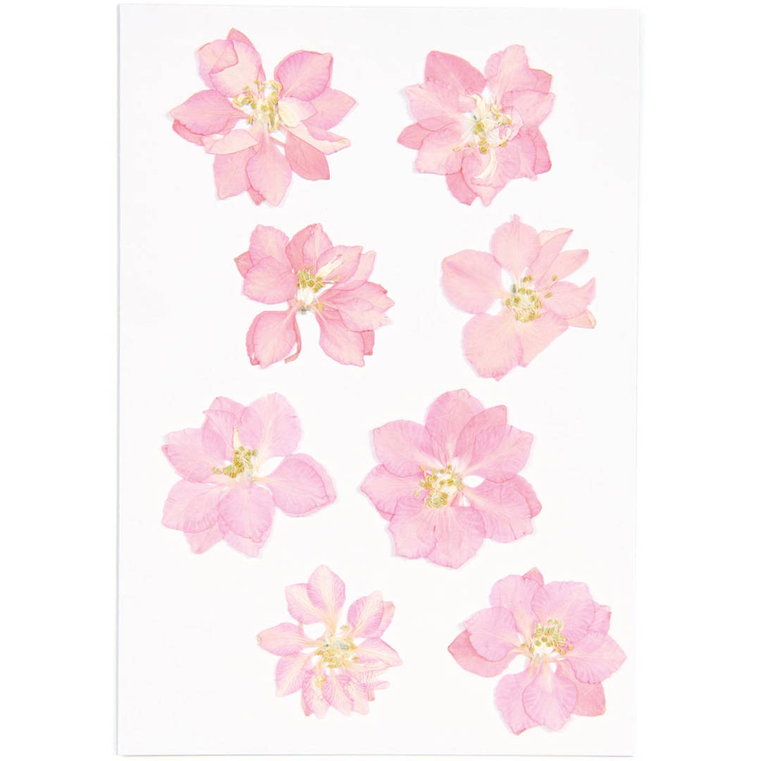 Open in modal - Pressed Flower & Plant Sets Delphinium - Pink, 8/Pkg.