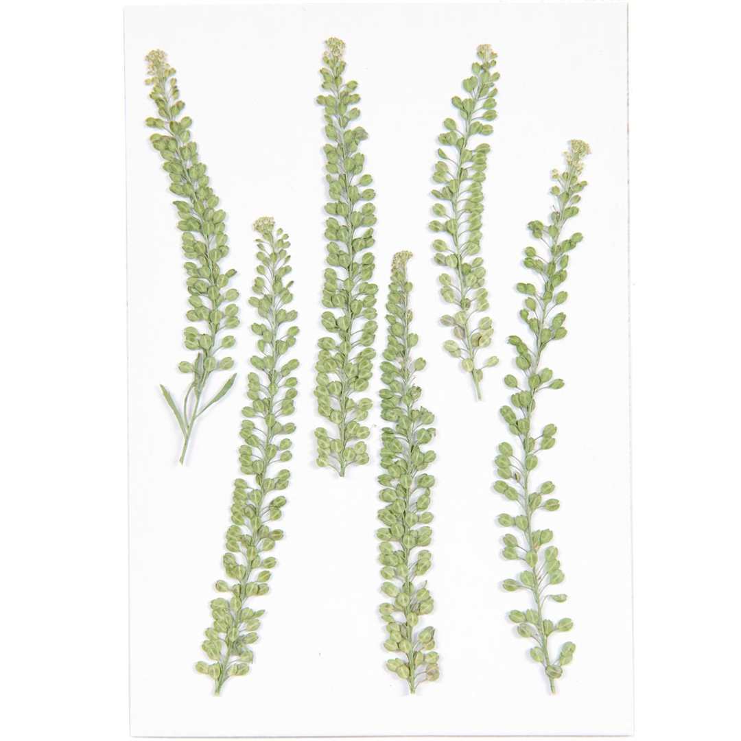 Open in modal - Pressed Flower & Plant Sets Cress - 6/Pkg.