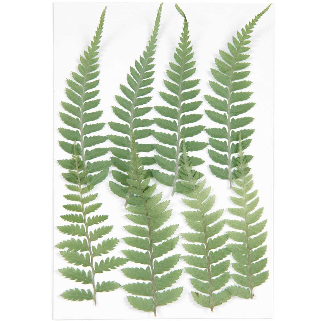 Open in modal - Rico Design Pressed Flowers - Small Fern Pkg of 8