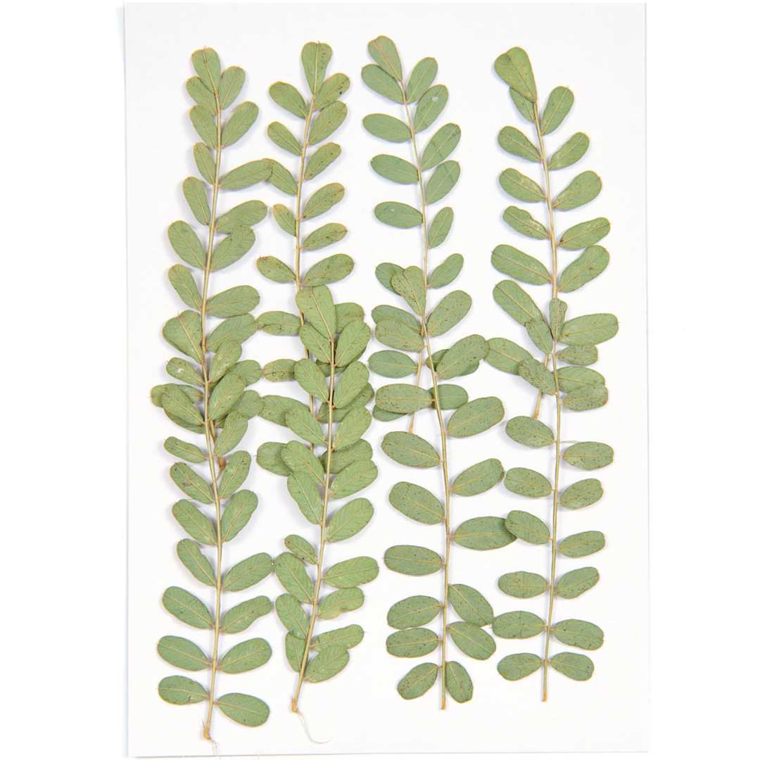 Open in modal - Pressed Flower & Plant Sets Carnation - 8/Pkg.