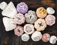 Open in modal - barnacle wall