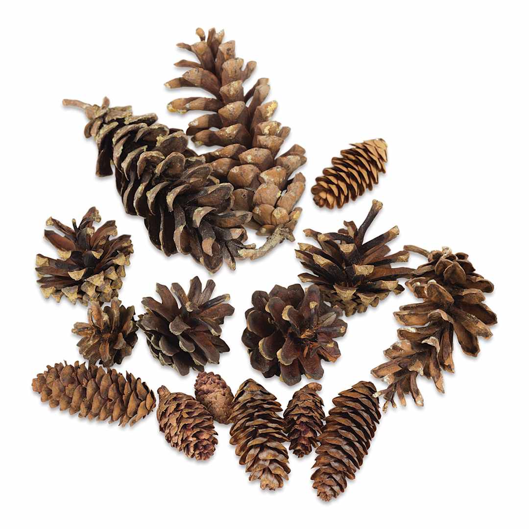 Open in modal - Winter Woods Pine Cones - 16 Mixed Pine Cones scattered loosely