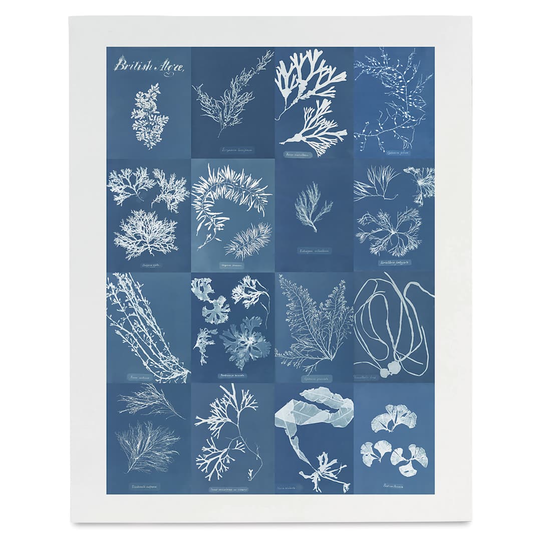 Open in modal - Roomytown British Algae Cyanotype Impressions Giclee Print