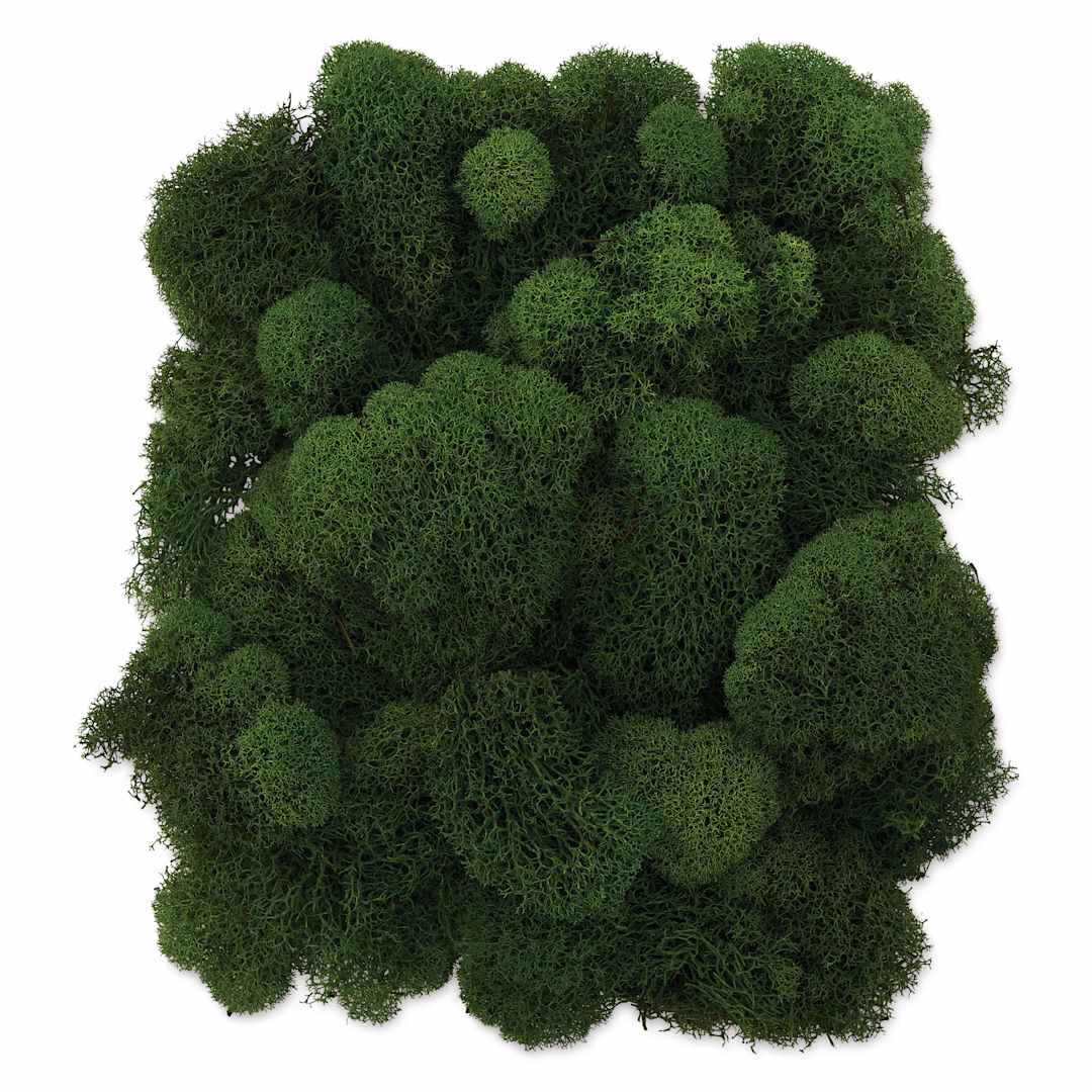 Open in modal - SuperMoss Preserved Reindeer Moss - Basil