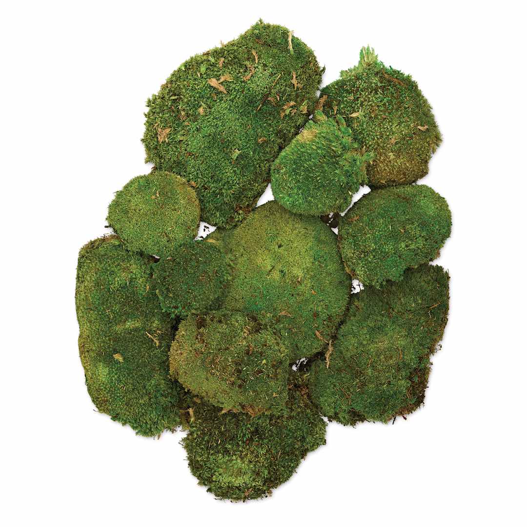 Open in modal - SuperMoss Preserved Topa Moss