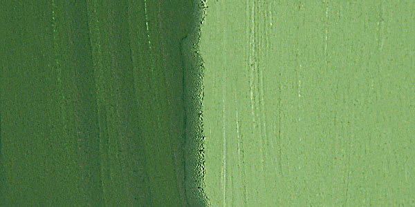 M. Graham Artists' Gouache - Sap Green Permanent swatch