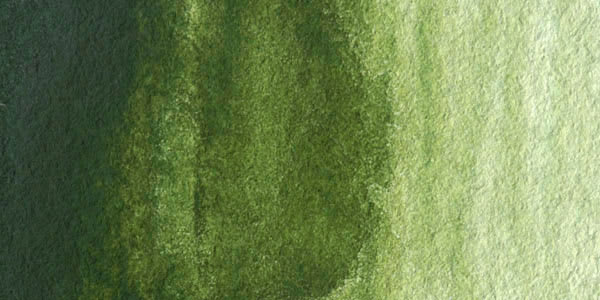 M. Graham Artists' Watercolor - Sap Green Permanent swatch