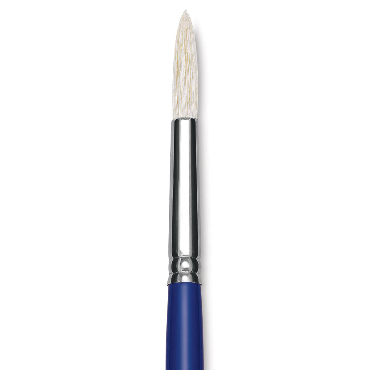 Blick Scholastic White Bristle Brush - Round, Size 12 close up