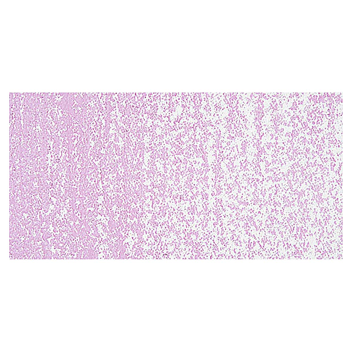 Holbein Artists' Oil Pastel - Purple 5 swatch