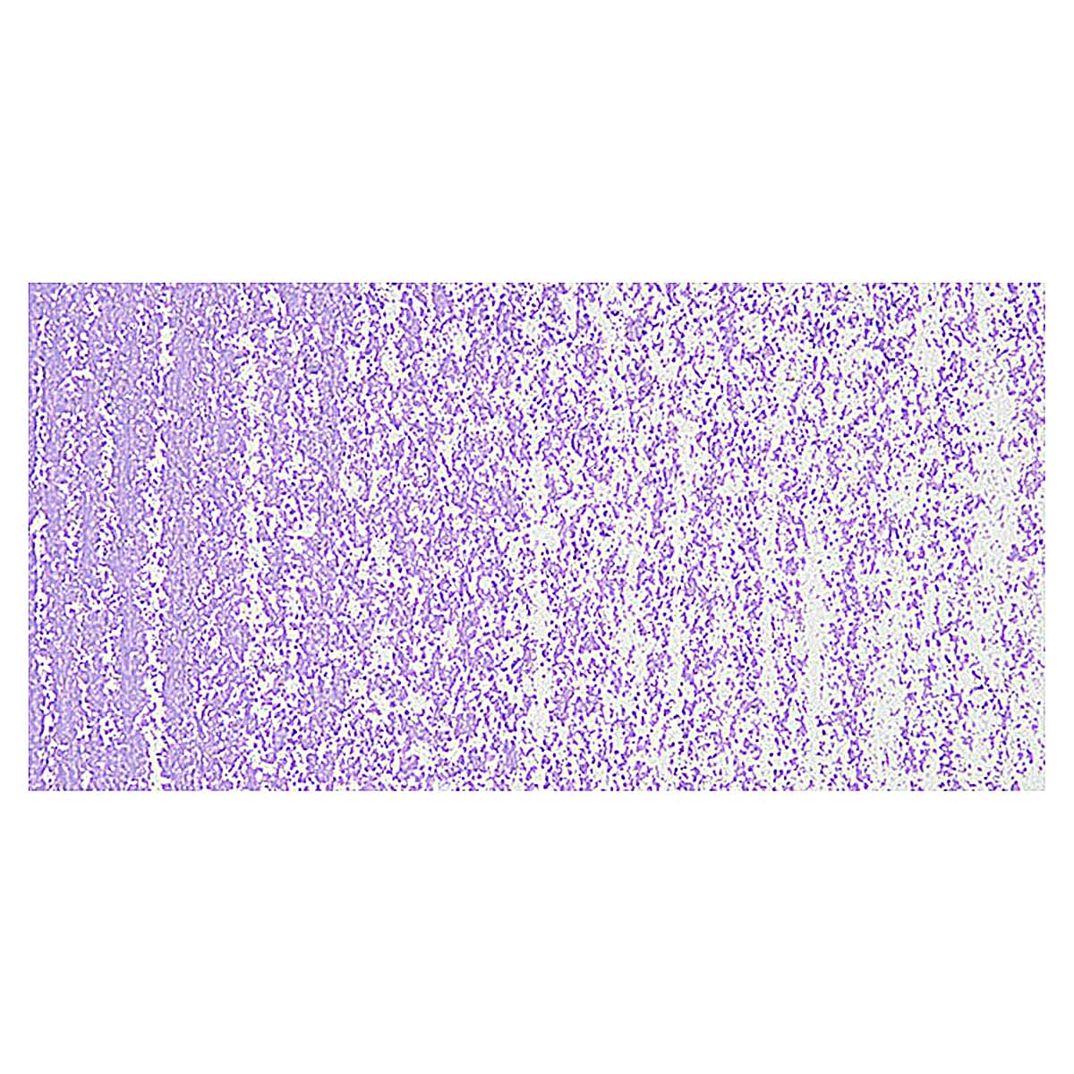 Holbein Artists' Oil Pastel - Red Violet 5 swatch