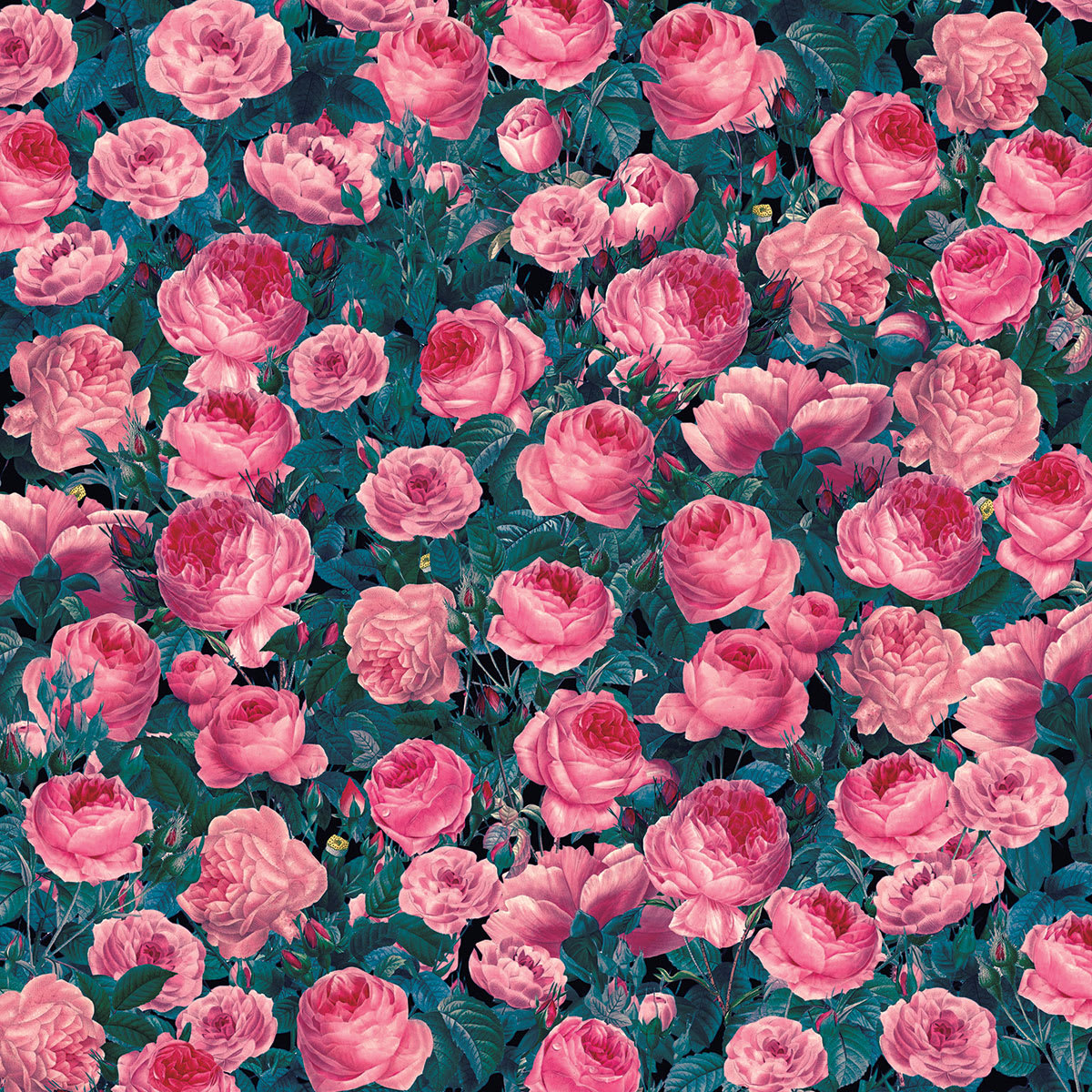 Cricut Infusible Ink Patterned Transfer Sheets - Cabbage Rose