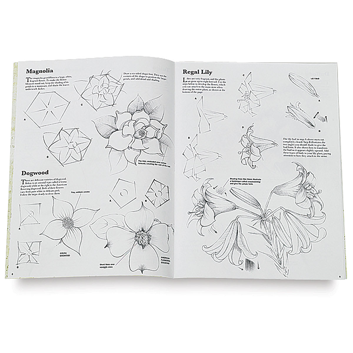 Drawing: Flowers with William F. Powell