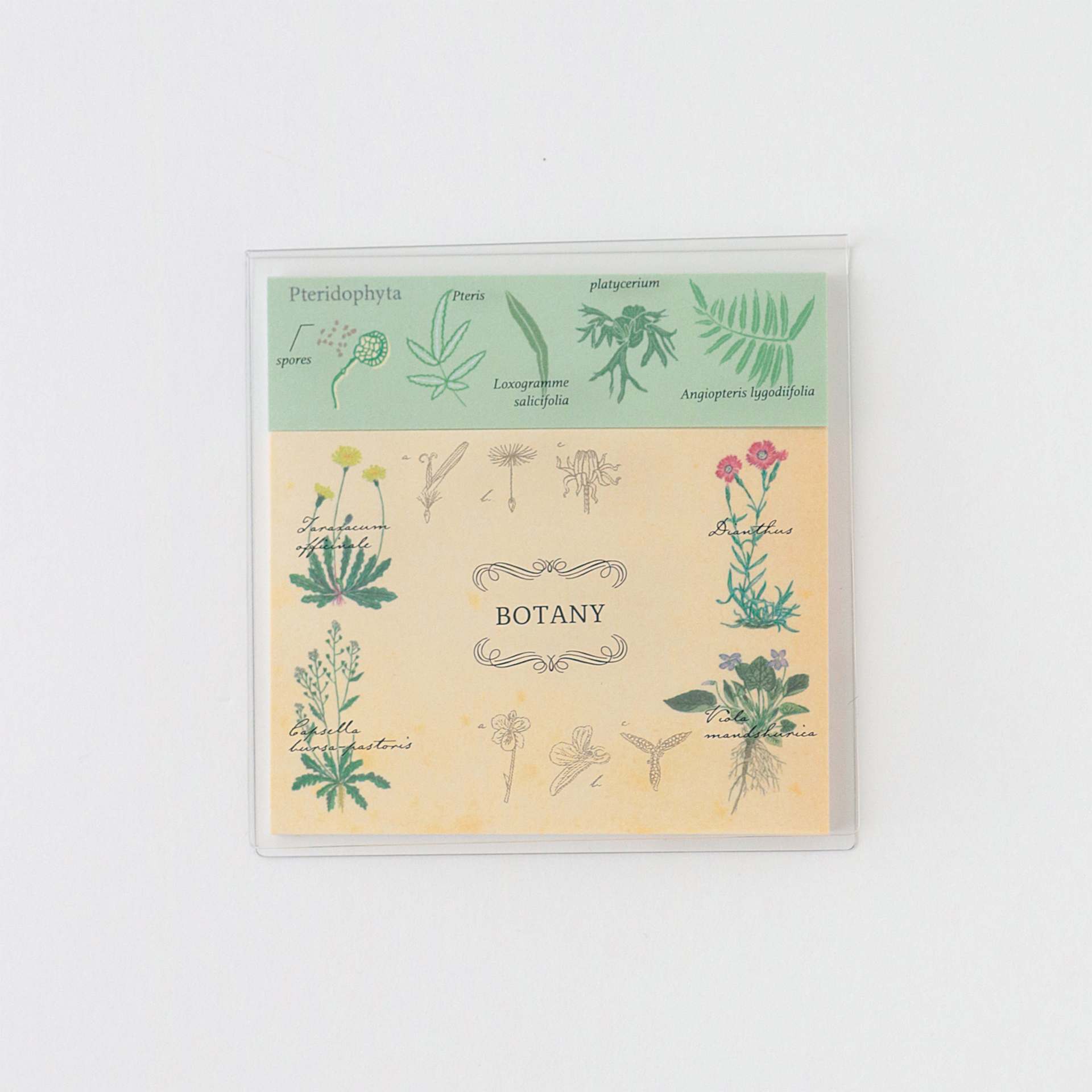 Green Flash Study Holic Sticky Notes, Botany