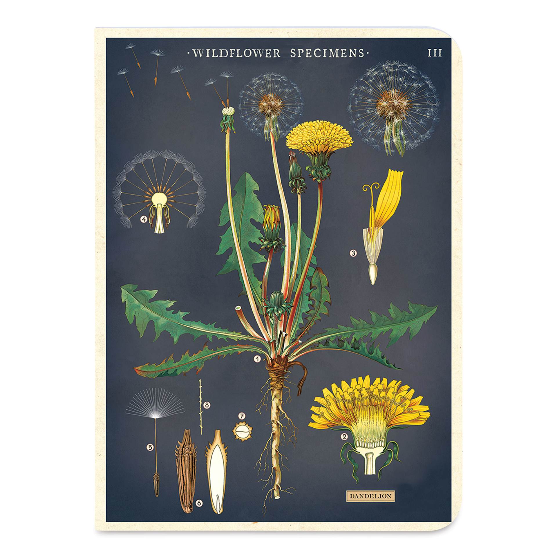 Cavallini Wildflowers Mini Notebook (Dandelion cover)