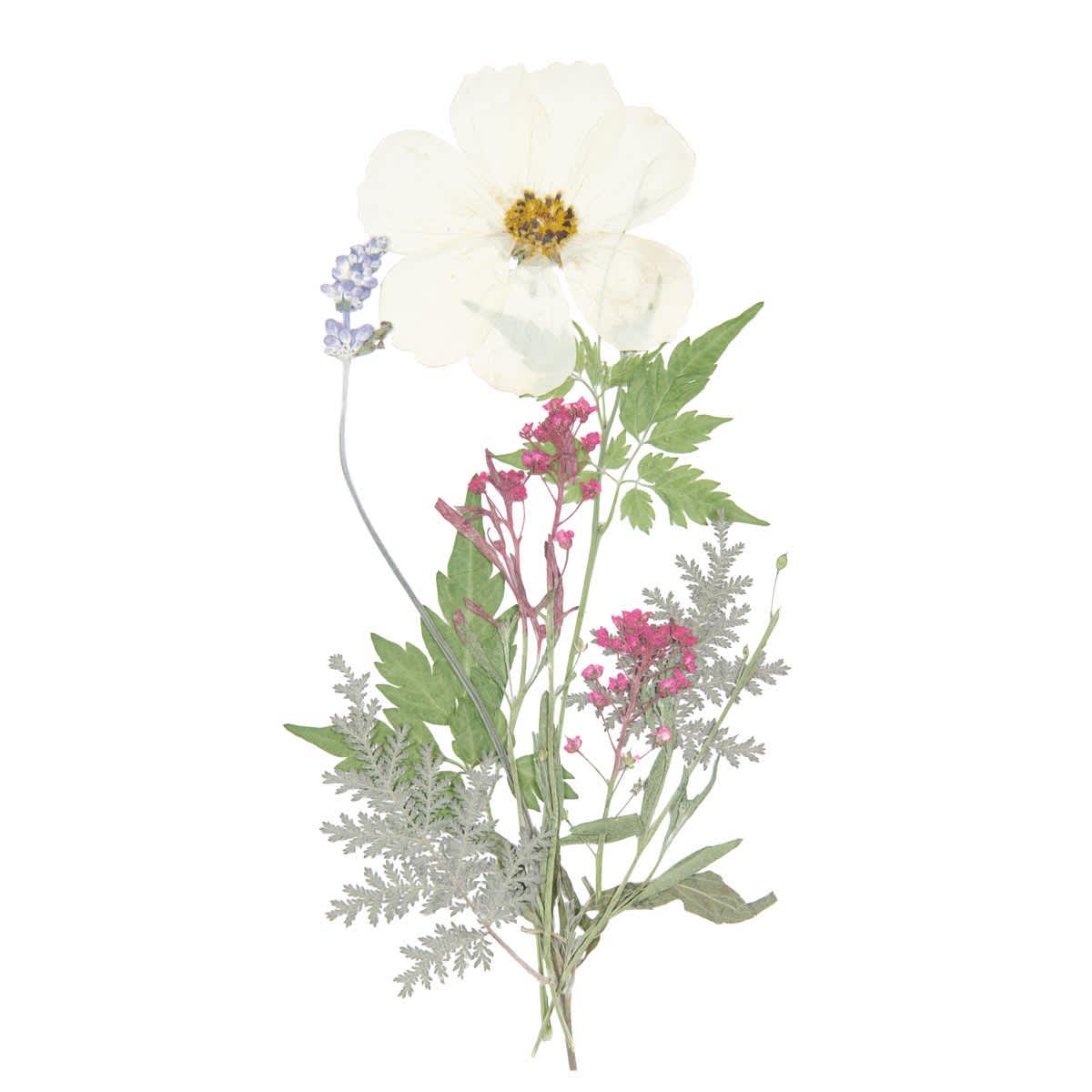 Pressed Flower & Plant Sets White Violet Mix - 7 Pcs./Pkg.