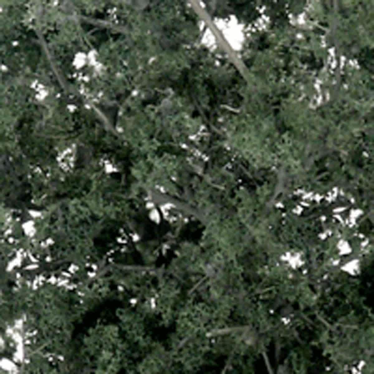 Fine Leaf Foliage Fine - Dark Green - Peggable