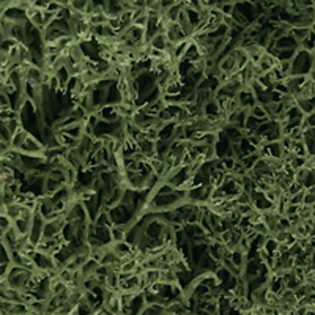 Lichen Groundcover Medium Green - Peggable