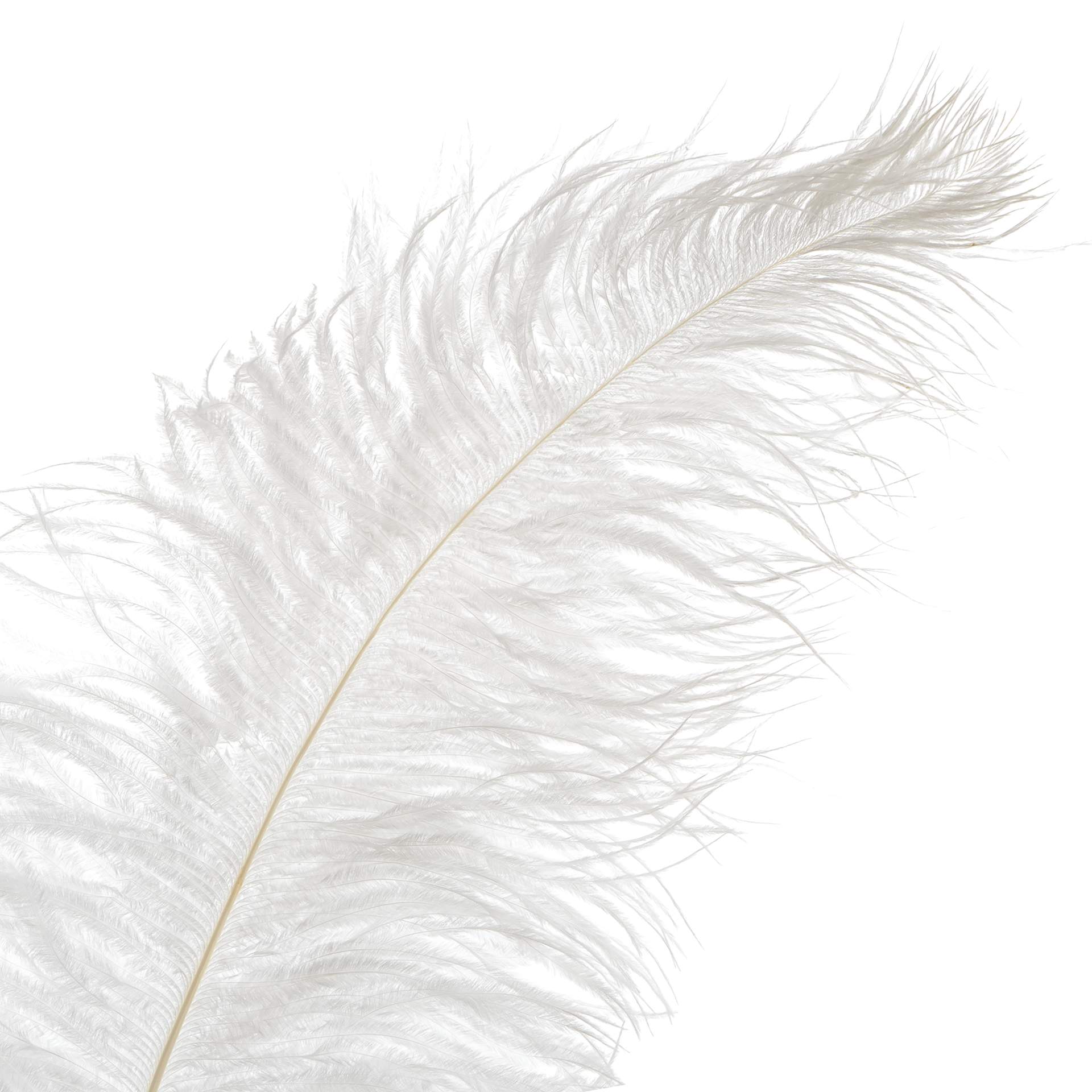 John Bead Ostrich Spad Feather - White - close-up of tip