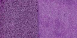 Golden High Flow Acrylic Paint - Permanent Violet Dark swatch