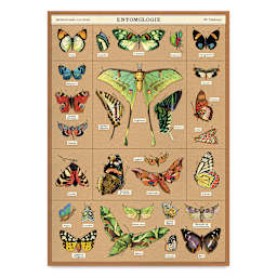 Cavallini Entomology Printed Paper - 20" x 28"