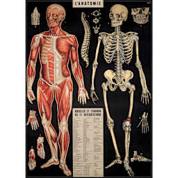 Cavallini L'anatomie Gift Wrap