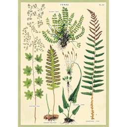 Cavallini Ferns Gift Wrap