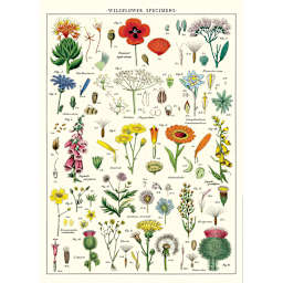 Cavallini Wildflowers Printed Paper