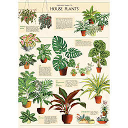 Cavallini Houseplants Gift Wrap