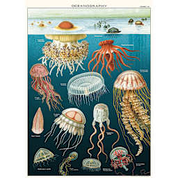 Cavallini Jellyfish Printed Paper