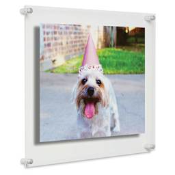 Cool Modern Frames - Angled view of 15" x 18" frame with Silvertone hardware, showing dog in a hat  