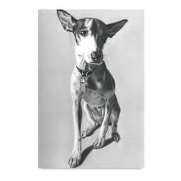 Derwent Graphic Pencils - Drawing of Dog Made with Pencils