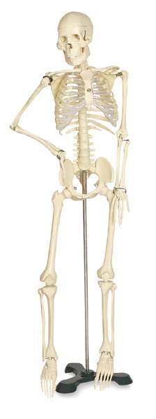 Mr. Thrifty Skeleton - Skeleton shown on stand