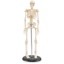 My First Skeleton - Shown erect on included stand