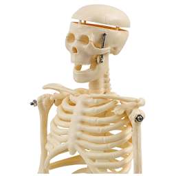 My First Skeleton - Angled closeup of upper portion of skeleton