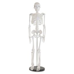 Richeson Skeleton Models - Half Size, 33-1/2" Tall