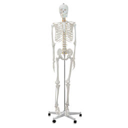 Richeson Skeleton Models - Life Size, 66" Tall